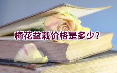 梅花盆栽价格是多少？插图