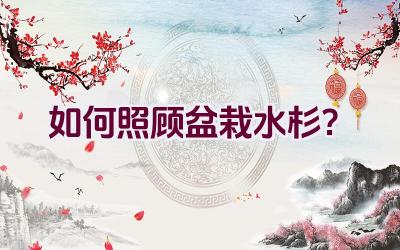 如何照顾盆栽水杉？插图