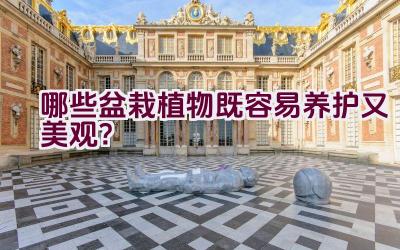 哪些盆栽植物既容易养护又美观？