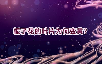 栀子花的叶片为何变黄？插图