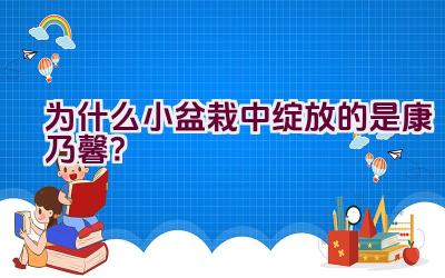 为什么小盆栽中绽放的是康乃馨？插图