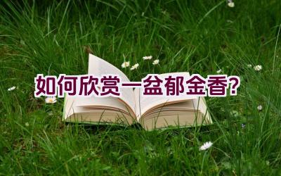 如何欣赏一盆郁金香？插图