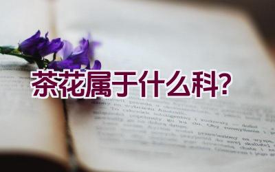 茶花属于什么科？