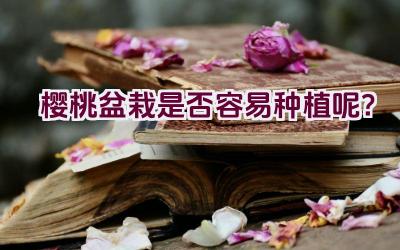 樱桃盆栽是否容易种植呢？插图