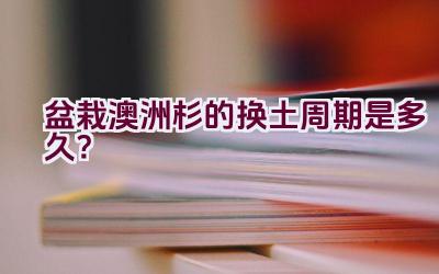 盆栽澳洲杉的换土周期是多久？插图